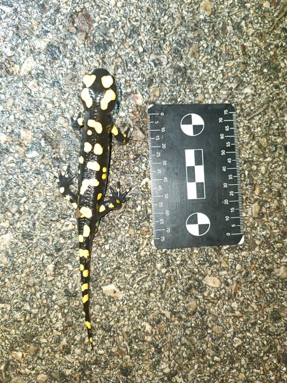 Salamandra infraimmaculata  photographed by רמדאן עיסא 