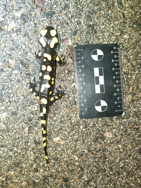 Salamandra infraimmaculata  photographed by רמדאן עיסא 