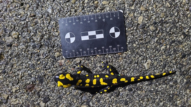 Salamandra infraimmaculata  photographed by רמדאן עיסא 