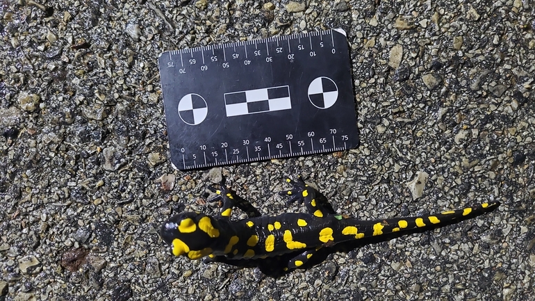 Salamandra infraimmaculata  photographed by רמדאן עיסא 