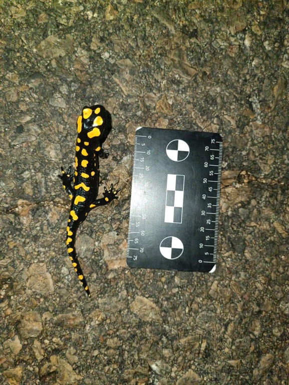 Salamandra infraimmaculata  photographed by רמדאן עיסא 