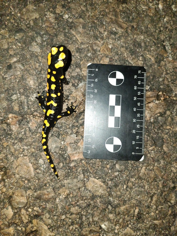 Salamandra infraimmaculata  photographed by רמדאן עיסא 