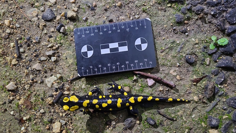 Salamandra infraimmaculata  photographed by רמדאן עיסא 