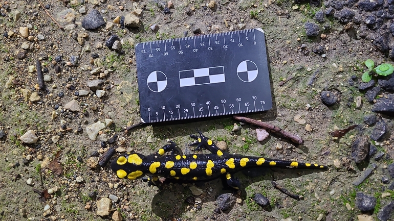 Salamandra infraimmaculata  photographed by רמדאן עיסא 