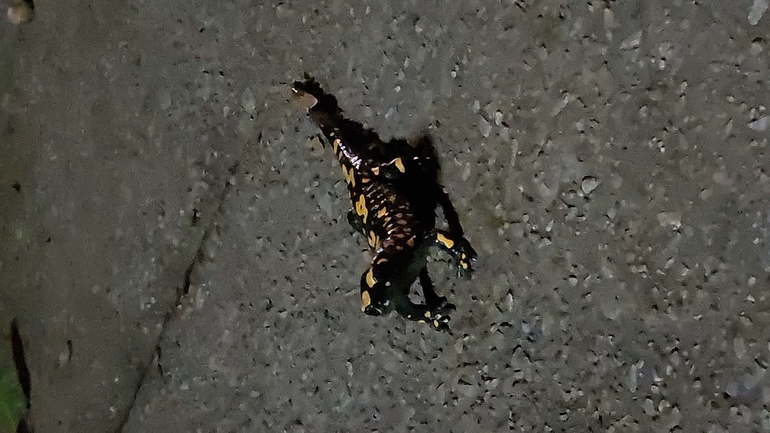 Salamandra infraimmaculata  photographed by נטע פרידמן 