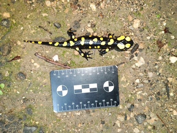 Salamandra infraimmaculata  photographed by רמדאן עיסא 