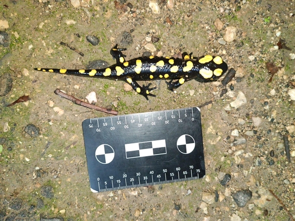 Salamandra infraimmaculata  photographed by רמדאן עיסא 