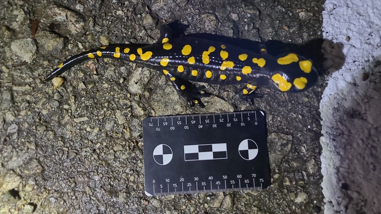 Salamandra infraimmaculata  photographed by רמדאן עיסא 