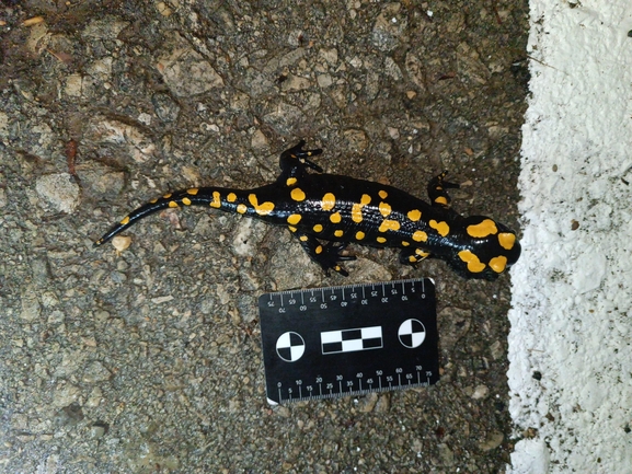 Salamandra infraimmaculata  photographed by רמדאן עיסא 