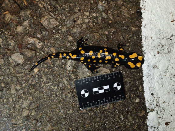 Salamandra infraimmaculata  photographed by רמדאן עיסא 