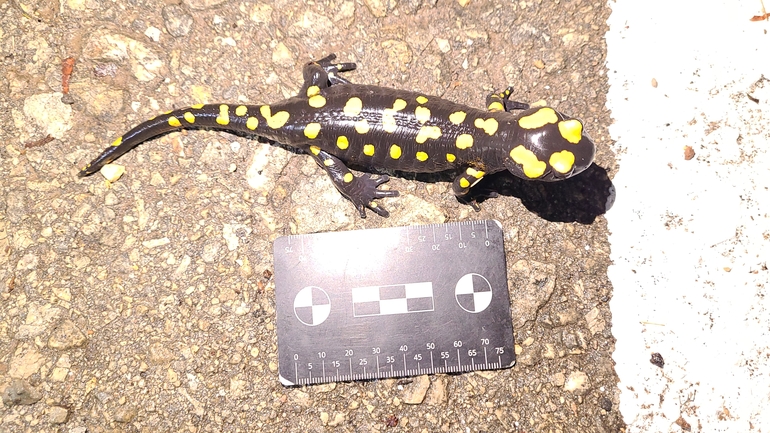 Salamandra infraimmaculata  photographed by רמדאן עיסא 