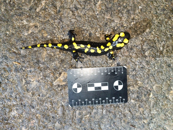 Salamandra infraimmaculata  photographed by רמדאן עיסא 