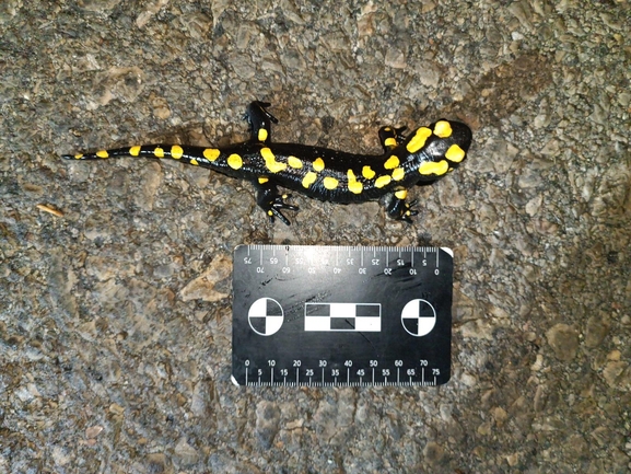 Salamandra infraimmaculata  photographed by רמדאן עיסא 