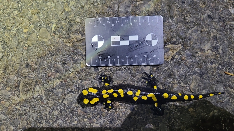 Salamandra infraimmaculata  photographed by רמדאן עיסא 