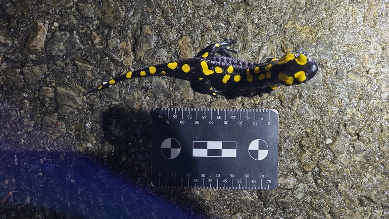 Salamandra infraimmaculata  photographed by רמדאן עיסא 