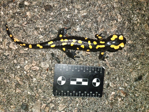 Salamandra infraimmaculata  photographed by רמדאן עיסא 