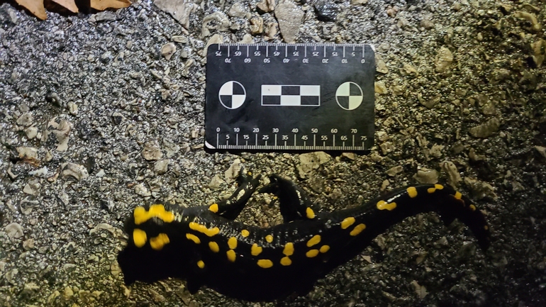 Salamandra infraimmaculata  photographed by רמדאן עיסא 