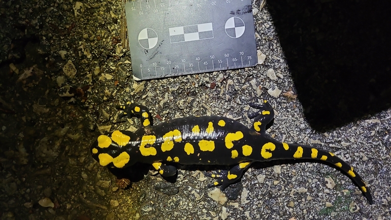 Salamandra infraimmaculata  photographed by רמדאן עיסא 