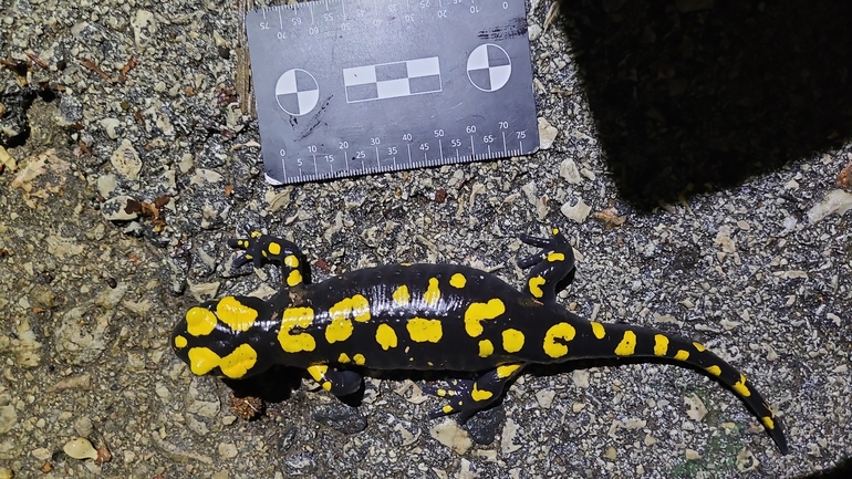 Salamandra infraimmaculata  photographed by רמדאן עיסא 