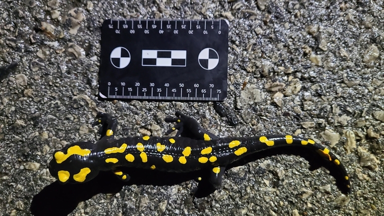 Salamandra infraimmaculata  photographed by רמדאן עיסא 