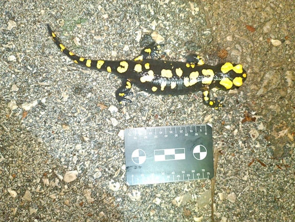 Salamandra infraimmaculata  photographed by רמדאן עיסא 