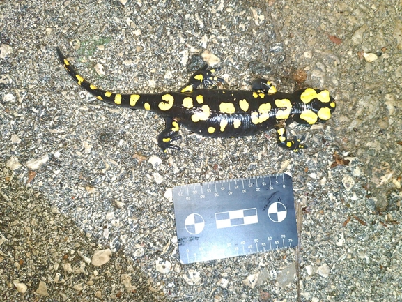 Salamandra infraimmaculata  photographed by רמדאן עיסא 