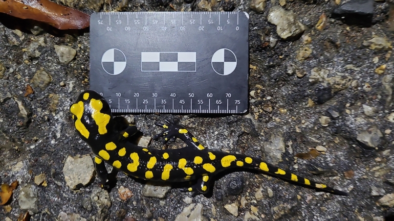 Salamandra infraimmaculata  photographed by רמדאן עיסא 