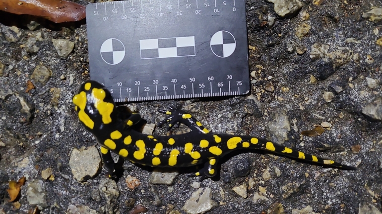 Salamandra infraimmaculata  photographed by רמדאן עיסא 