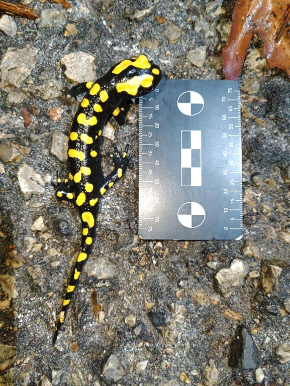 Salamandra infraimmaculata  photographed by רמדאן עיסא 