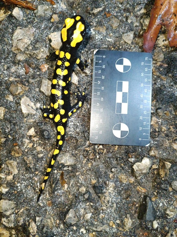 Salamandra infraimmaculata  photographed by רמדאן עיסא 