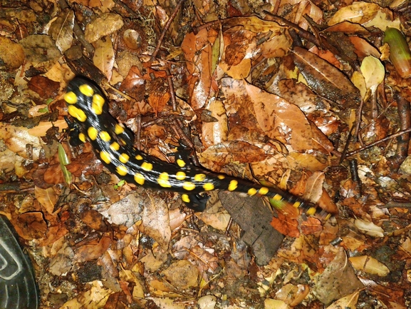 Salamandra infraimmaculata  photographed by רמדאן עיסא 