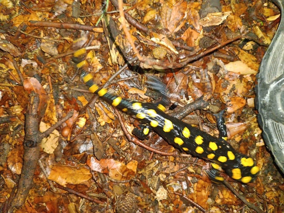 Salamandra infraimmaculata  photographed by רמדאן עיסא 