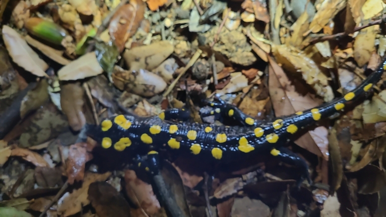 Salamandra infraimmaculata  photographed by רמדאן עיסא 