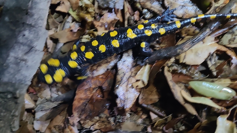 Salamandra infraimmaculata  photographed by רמדאן עיסא 