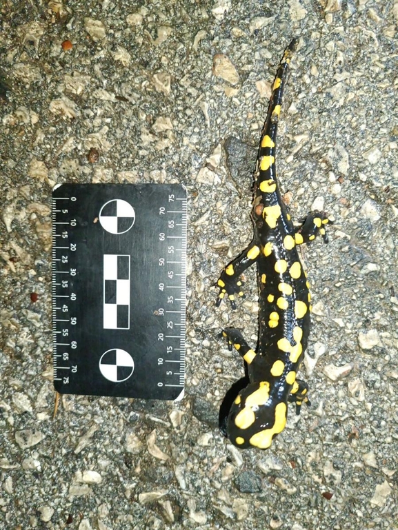 Salamandra infraimmaculata  photographed by רמדאן עיסא 