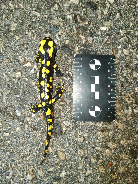 Salamandra infraimmaculata  photographed by רמדאן עיסא 