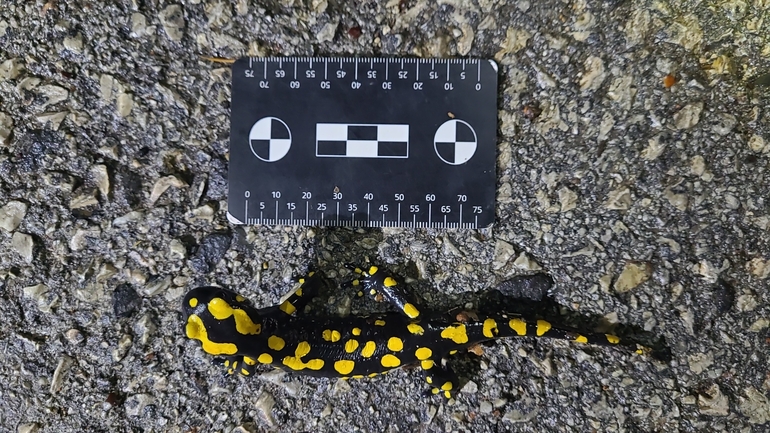 Salamandra infraimmaculata  photographed by רמדאן עיסא 