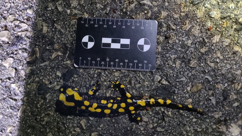 Salamandra infraimmaculata  photographed by רמדאן עיסא 