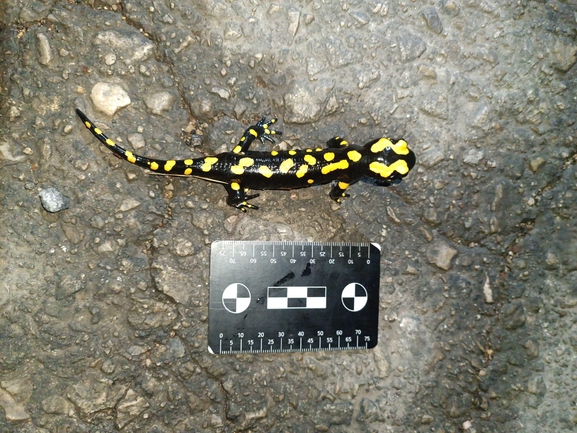 Salamandra infraimmaculata  photographed by רמדאן עיסא 