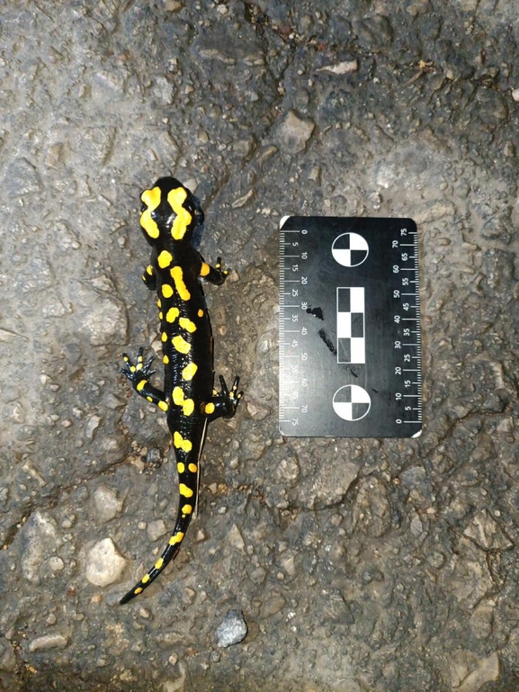 Salamandra infraimmaculata  photographed by רמדאן עיסא 