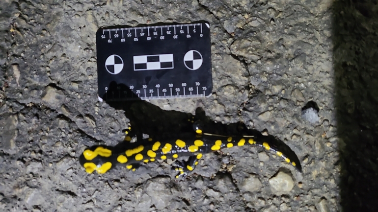 Salamandra infraimmaculata  photographed by רמדאן עיסא 