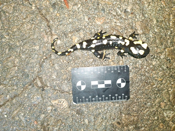 Salamandra infraimmaculata  photographed by רמדאן עיסא 