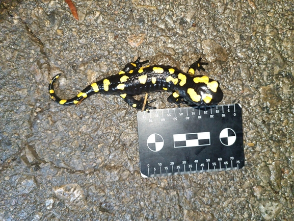 Salamandra infraimmaculata  photographed by רמדאן עיסא 