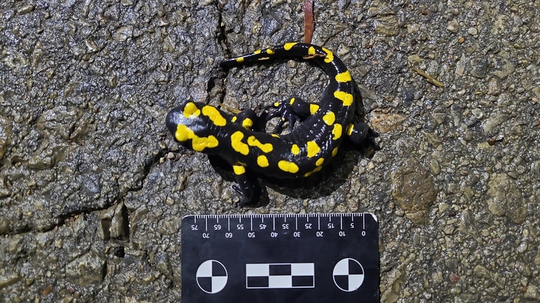 Salamandra infraimmaculata  photographed by רמדאן עיסא 