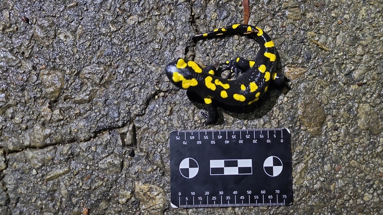 Salamandra infraimmaculata  photographed by רמדאן עיסא 