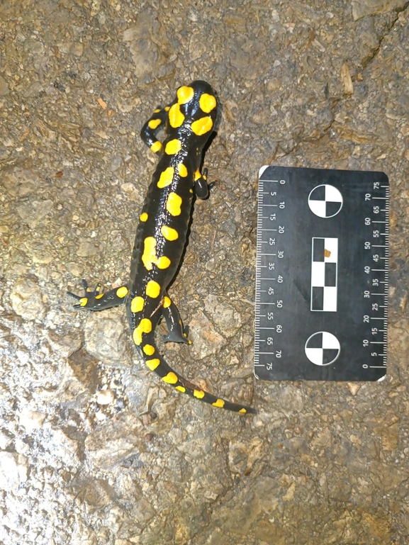 Salamandra infraimmaculata  photographed by רמדאן עיסא 