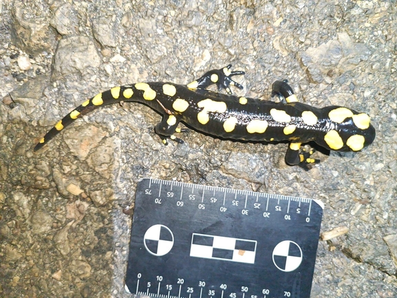 Salamandra infraimmaculata  photographed by רמדאן עיסא 