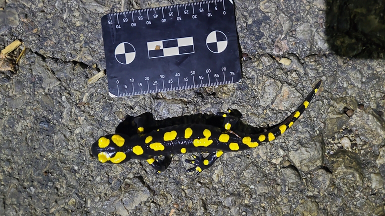 Salamandra infraimmaculata  photographed by רמדאן עיסא 