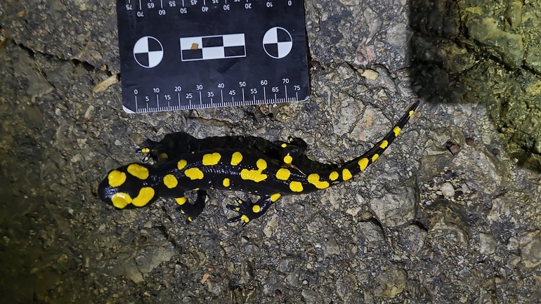 Salamandra infraimmaculata  photographed by רמדאן עיסא 