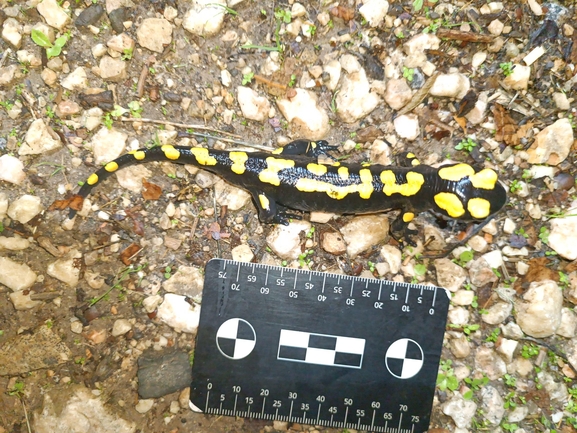 Salamandra infraimmaculata  photographed by רמדאן עיסא 